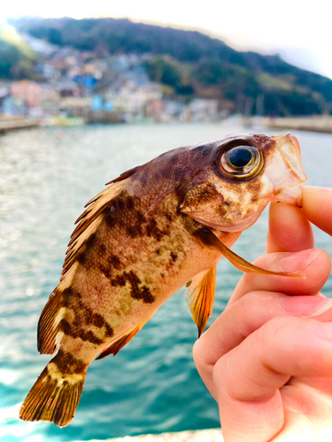 メバルの釣果