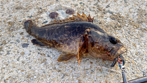 タケノコメバルの釣果