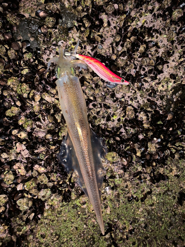 ヤリイカの釣果