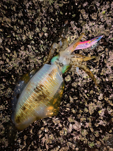 アオリイカの釣果