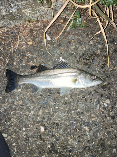 セイゴ（ヒラスズキ）の釣果