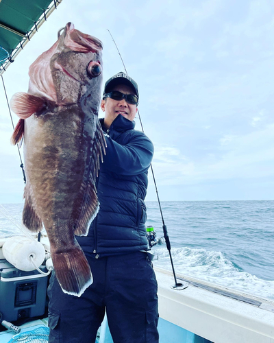 マハタの釣果