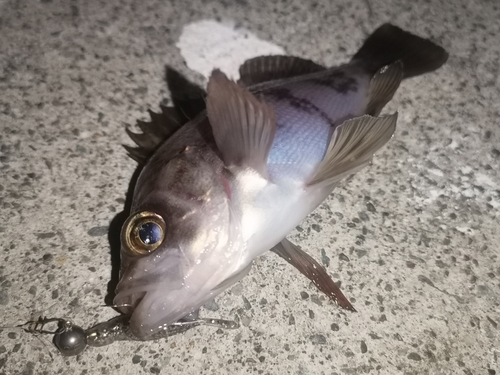 メバルの釣果