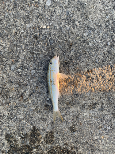 モンツキアカヒメジの釣果