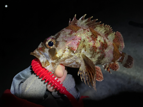 ヨロイメバルの釣果