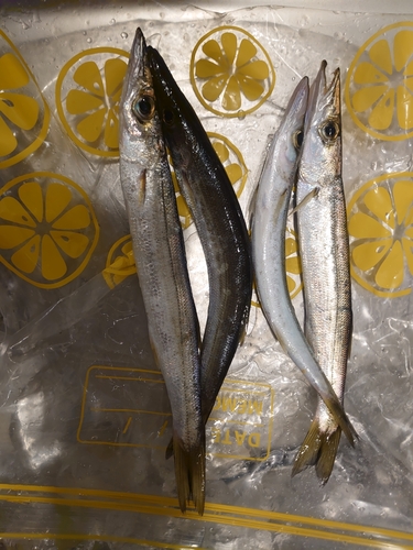 カマスの釣果