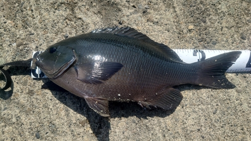 クチブトグレの釣果