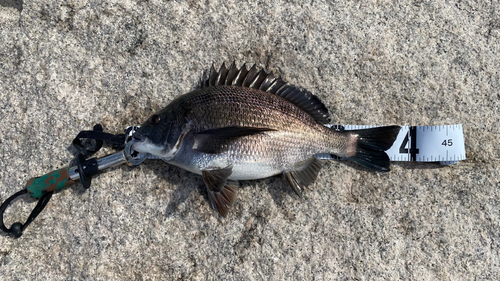 チヌの釣果