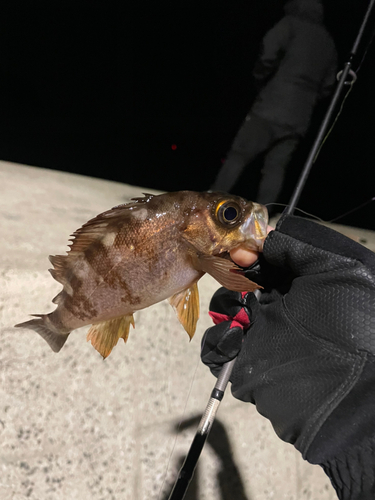 メバルの釣果