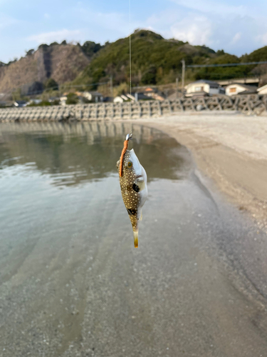 クサフグの釣果