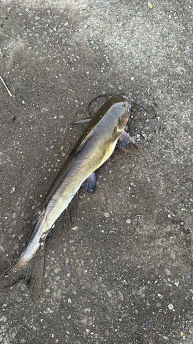 アメリカナマズの釣果