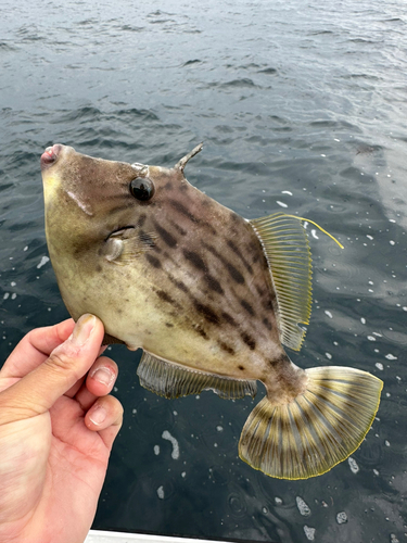 カワハギの釣果