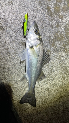 セイゴ（マルスズキ）の釣果