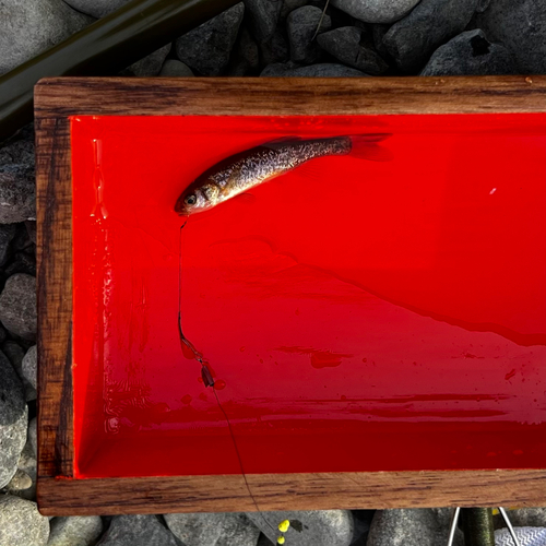 アブラハヤの釣果