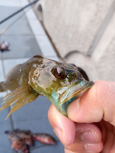 アナハゼの釣果