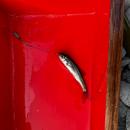 ウグイの釣果