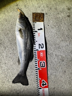 セイゴ（マルスズキ）の釣果