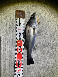 セイゴ（マルスズキ）の釣果