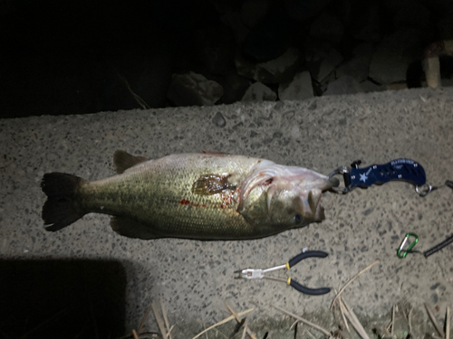 ラージマウスバスの釣果