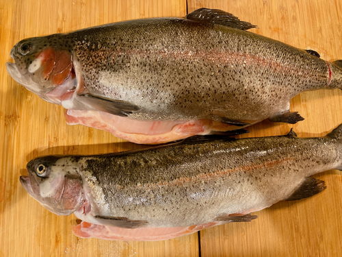 ニジマスの釣果