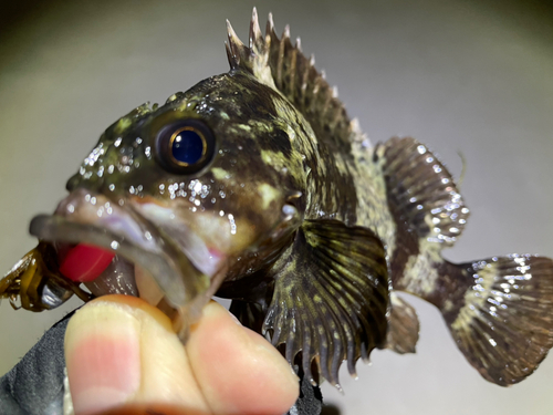 アカメバルの釣果