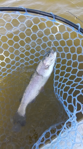 レインボートラウトの釣果