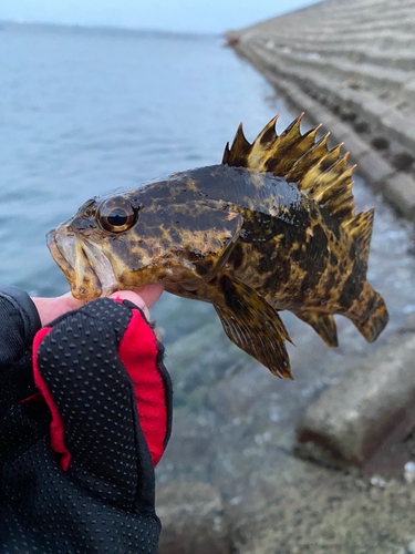 タケノコメバルの釣果