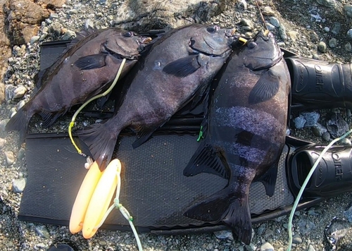 イシダイの釣果