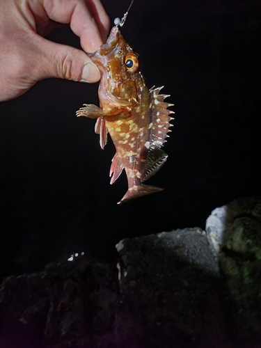 カサゴの釣果