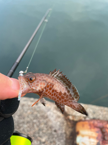 オオモンハタの釣果