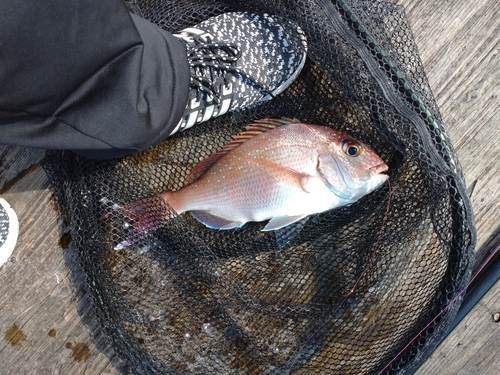 マダイの釣果