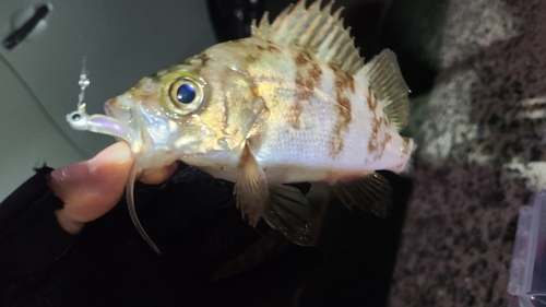 メバルの釣果