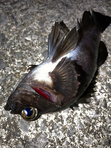 シロメバルの釣果