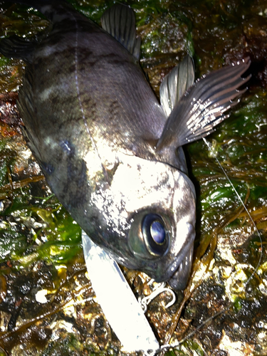 シロメバルの釣果