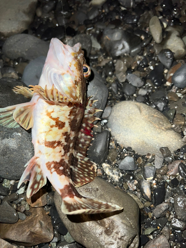 カサゴの釣果