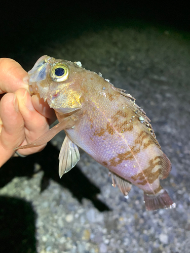 メバルの釣果