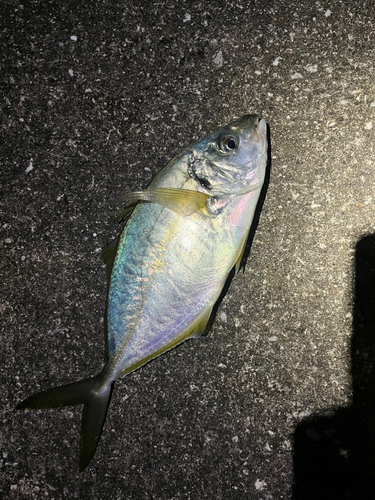 シマアジの釣果