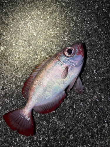 ゴマヒレキントキの釣果