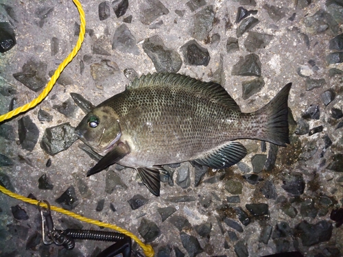 グレの釣果