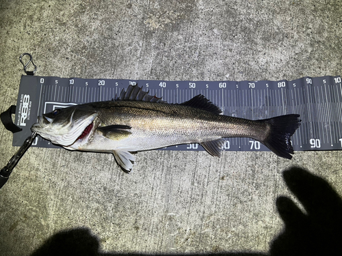 シーバスの釣果