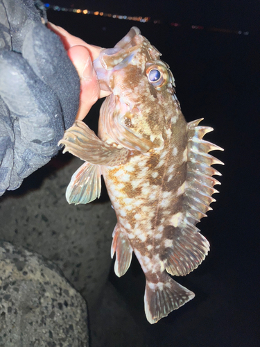 タケノコメバルの釣果