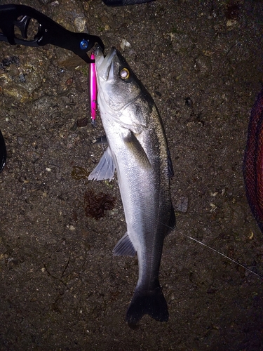 スズキの釣果