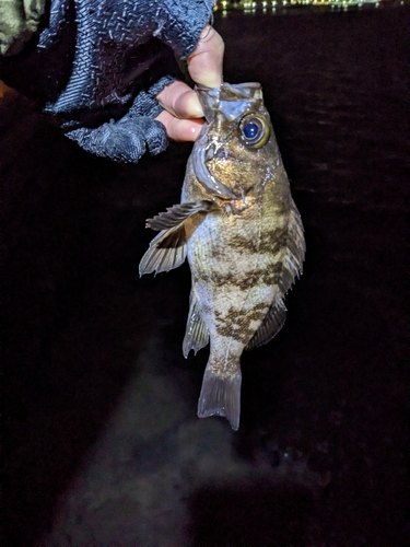 メバルの釣果