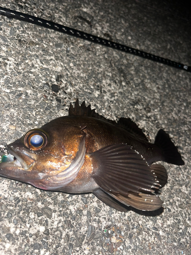 メバルの釣果