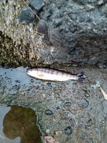 ヤマメの釣果