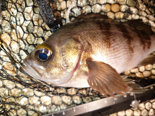 メバルの釣果