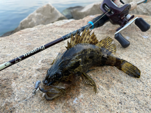 タケノコメバルの釣果