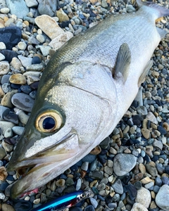 ヒラスズキの釣果