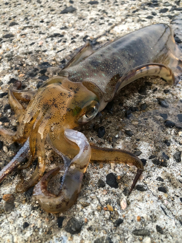 アオリイカの釣果