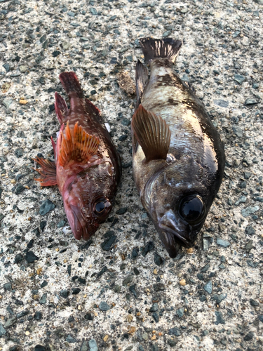 メバルの釣果